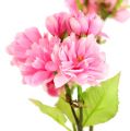 Floristik24 Rama de flor de cerezo rosa 100cm