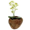 Floristik24 Coco para plantar naturaleza 16cm x 22cm H14cm