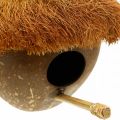 Coco como caja nido, pajarera para colgar, decoración de coco Ø16cm L46cm