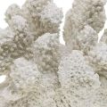 Floristik24 Decoración marinera poliresina artificial blanca coral pequeña 13,5x12 cm