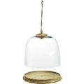 Floristik24 Campana de cristal con placa de madera, campana de pastel con mango de yute H19cm Ø22.5cm