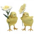 Floristik24 Pollitos felices de Pascua, pollitos con flores, decoraciones de mesa de Pascua, pollitos decorativos H11/11.5cm, juego de 2