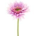 Floristik24 Flores artificiales de gerbera para jardín, color morado, 47 cm, 6 unidades