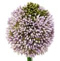 Floristik24 Flores artificiales Allium Violeta Ø10cm L65cm