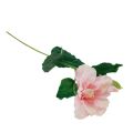 Floristik24 Flores Artificiales Hibisco Rosa 62cm