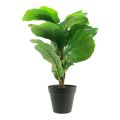 Floristik24 Planta artificial en maceta Ficus planta artificial en maceta 42cm