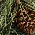 Corona de ramas de pino artificiales con piñas de 60 cm | Floristik24.es