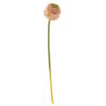 Floristik24 Allium artificial ajo ornamental rosa verde Ø10cm L65cm