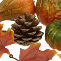 Floristik24 Calabaza deco conos hojas de otoño conjunto de decoración de otoño 5-11cm