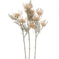 Floristik24 Flores Artificiales, Flor de Acerico, Leucospermum, Proteaceae Blanco Lavado L58cm 3pcs