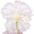 Floristik24 Flores artificiales bola decorativa flor allium cebolla ornamental artificial 78cm
