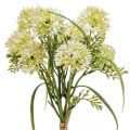 Floristik24 Flores artificiales allium blanco decoración cebollas ornamentales 34cm 3pcs en ramo