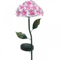 Flor solar, decoración de jardín LED, crisantemo rosa decorativo L55cm Ø15cm