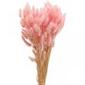 Floristik24 Lagurus hierba cola de conejo seca rosa claro 65-70cm 100g