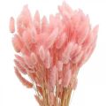 Floristik24 Lagurus hierba cola de conejo seca rosa claro 65-70cm 100g