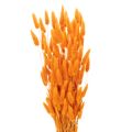 Floristik24 Manojo de hierba aterciopelada de Lagurus, seca, 70 cm, 100 g