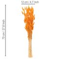 Manojo de hierba aterciopelada de Lagurus, seca, 70 cm, 100 g | Floristik24.es