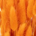 Manojo de hierba aterciopelada de Lagurus, seca, 70 cm, 100 g | Floristik24.es