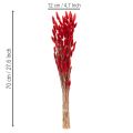 Ramo de Lagurus seco, decoración floral seca, 70 cm, 100 g | Floristik24.es