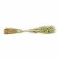 Floristik24 Velvet Grass Lagurus Verde Claro 100g Hierbas Secas