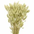 Floristik24 Velvet Grass Lagurus Verde Claro 100g Hierbas Secas