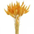 Floristik24 Lagurus hierba de terciopelo amarillo hierba cola de conejo L40–55cm 25g