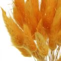 Floristik24 Lagurus hierba de terciopelo amarillo hierba cola de conejo L40–55cm 25g