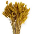 Floristik24 Hierba decorativa amarillo dorado Lagurus 100gr
