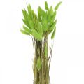 Floristik24 Terciopelo verde hierba, lagurus, decoración seca, hierba dulce seca L18-50cm 25g