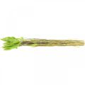 Floristik24 Terciopelo verde hierba, lagurus, decoración seca, hierba dulce seca L18-50cm 25g