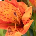 Flor artificial de alstroemeria naranja, decoración de ramo artificial, 75 cm, 3 piezas | Floristik24.es