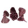Floristik24 Cápsulas de loto, flores secas, bulbos de loto rosa, blanco lavado 50 piezas