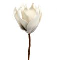 Floristik24 Flor de magnolia de espuma gris, blanco Ø10cm L26cm 4pcs