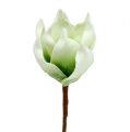 Floristik24 Flor de magnolia de espuma blanco-verde Ø10cm L26cm 4pcs