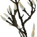 Floristik24 Rama de magnolia artificial Rama decorativa de primavera con capullos Marrón Blanco L135cm