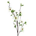 Floristik24 Rama de magnolia blanco-verde 94cm