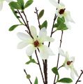 Floristik24 Rama de magnolia blanco-verde 94cm