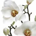 Floristik24 Magnolia rama blanca Rama decorativa magnolia flor artificial