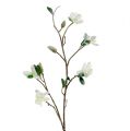 Floristik24 Rama de magnolia blanca L 82cm con nieve