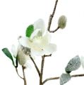 Floristik24 Rama de magnolia blanca L 82cm con nieve