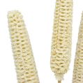 Mazorcas de maíz blanqueadas en palito 20uds.