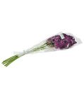 Floristik24 Mokara orquídea violeta 50cm artificial 6pcs