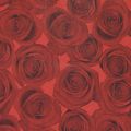 Floristik24 Papel manguito papel de seda rosas rojas 25cm 100m