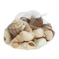 Floristik24 Mezcla de conchas marinas deco natural 400g