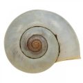 Floristik24 Decoración marítima caracol caracol natural vacío 2-5cm 1kg