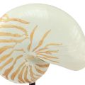 Floristik24 Escultura decorativa marítima concha de caracol con base 30,5cm