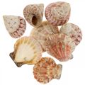 Floristik24 Decoración marítima conchas reales decoración de conchas de caracol 700g