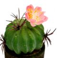 Floristik24 Mini cactus con flores H9-12cm 4pcs