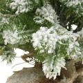 Floristik24 Mini árbol de navidad en saco nevado Ø25cm H42cm