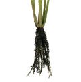 Floristik24 Mini hierba con raíces 18cm verde 6pcs